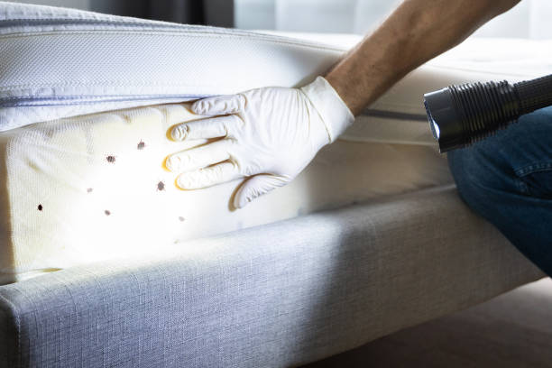 Best Bed Bug Extermination  in Greenville, GA