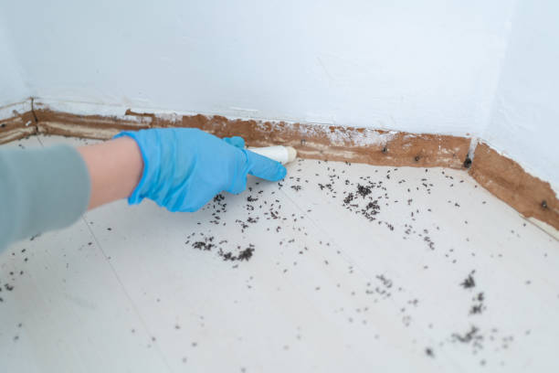 Best Wasp Removal Services  in Greenville, GA